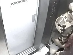 Câmera Escondida Flagra Casal Amador Metendo Muito Gostoso No Elevador de Casa